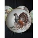 Set of 5 Collectible Plates "Wild Birds of the World"