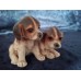 Beagle/Cocker Spaniel puppy figurine, USA