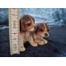 Beagle/Cocker Spaniel puppy figurine, USA