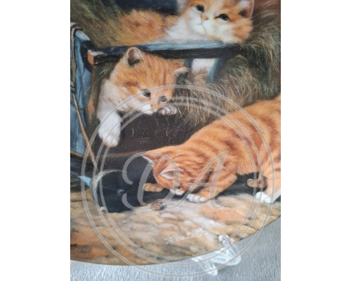 Kollektion Seltmann kittens " Playful kittens "