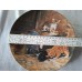 Kollektion Seltmann kittens " Playful kittens "