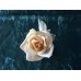 Antik Porcelain rose by Karl Ens 1900 -1920