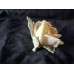 Antik Porcelain rose by Karl Ens 1900 -1920