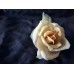Antik Porcelain rose by Karl Ens 1900 -1920