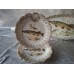 Service  antique Limoges "River fish" (12 persons)