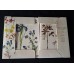 Postcards set "Raphael of Flowers" by French botanical artist Pierre-Joseph Redouté (P.J. Redouté)