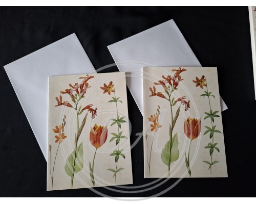 Postcards set "Raphael of Flowers" by French botanical artist Pierre-Joseph Redouté (P.J. Redouté)